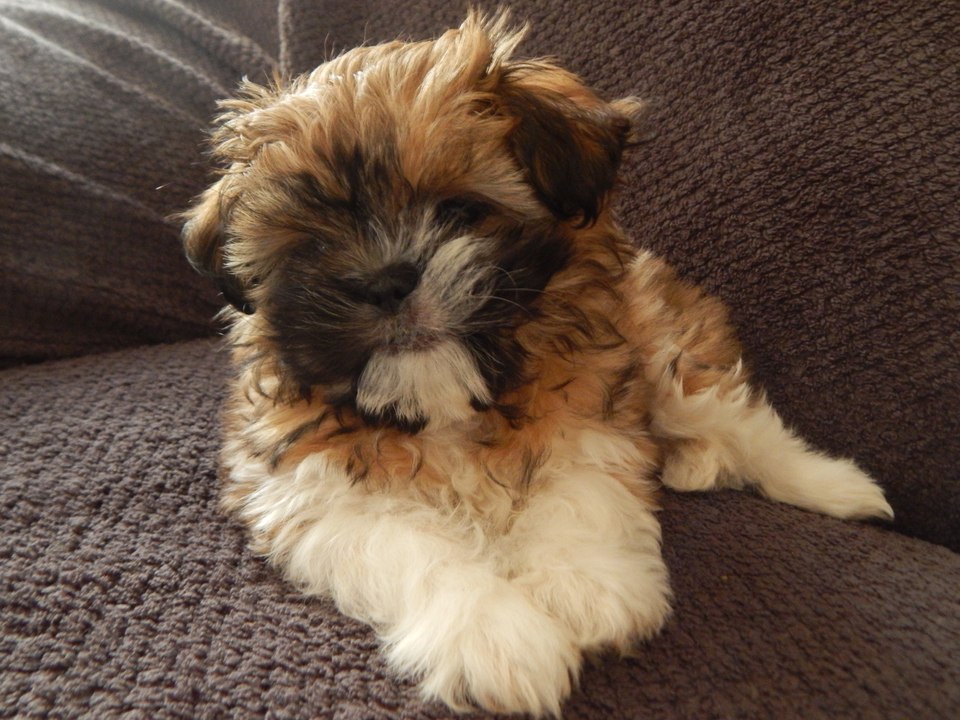 Miya, mon bébé Shih Tzu