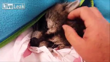 Battaniye Altında Uyumaya Çalışan Rakun