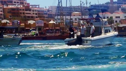 Cheeky sea lions hop aboard boat to ask for food
