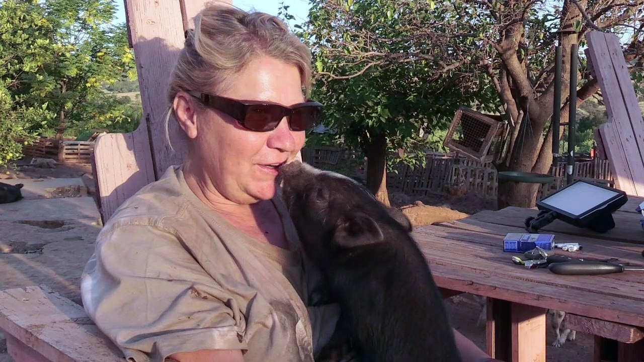 Afrique du Sud: des cochons nains abandonnés en mal d'amour