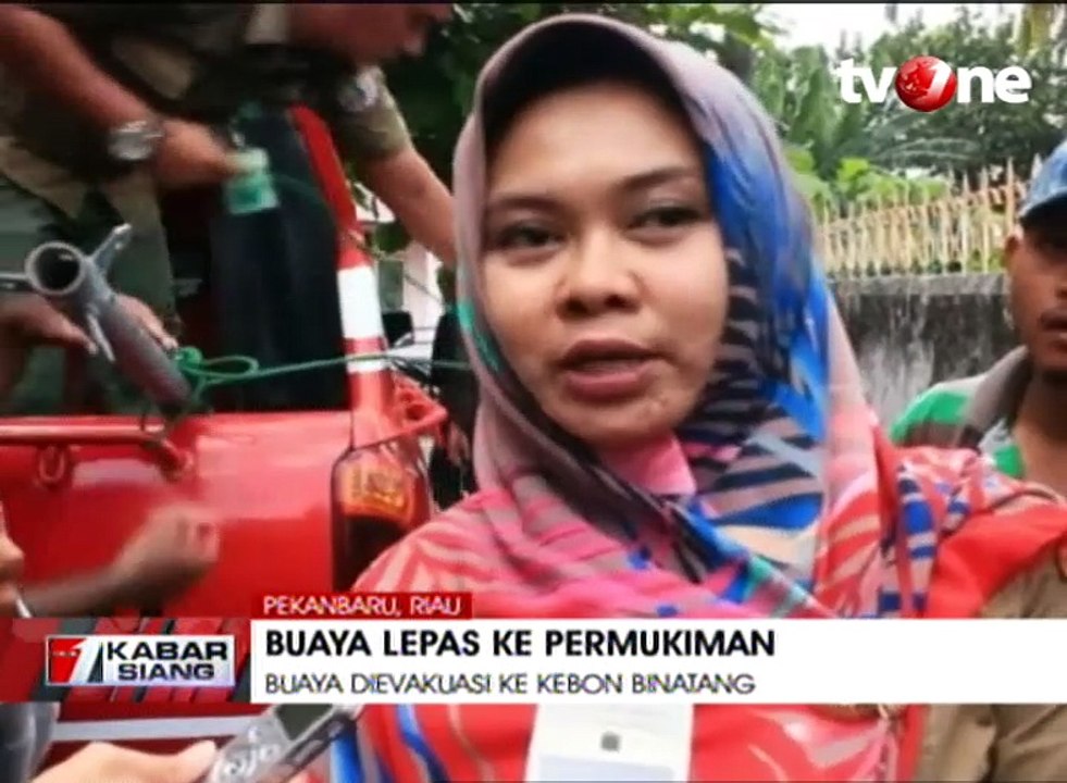 Buaya Peliharaan Lepas ke Permukiman Warga di Pekanbaru