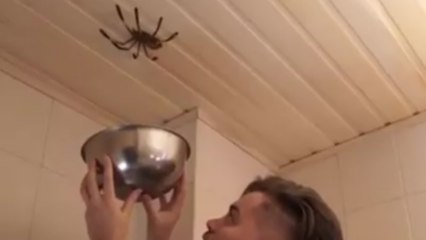 Attraper une grosse araignée avec un bol