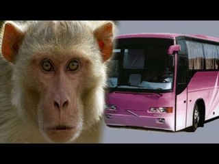 Monkey drives off with State Bus in Bareilly