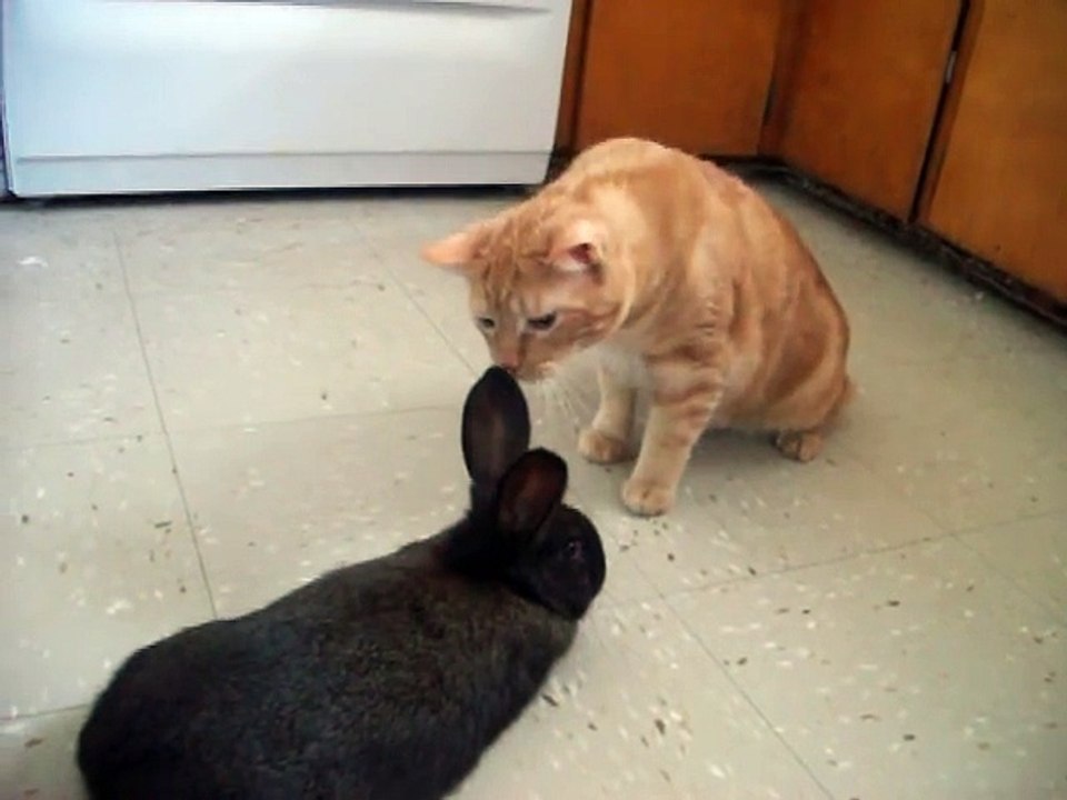 Cat meeting a bunny