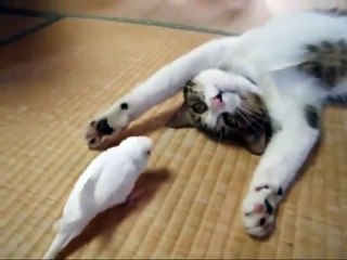 cat playing with a bird, really very cool