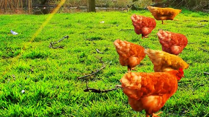 CHICKEN WARRIORS - Guerreros de Pollo