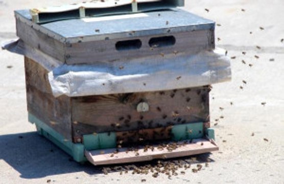 2 Bin Bal Arısı Bankı İstila Etti