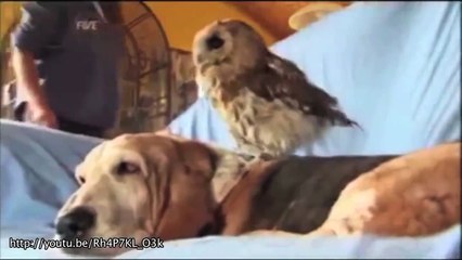 Compilation of Animal Friendships [HD]