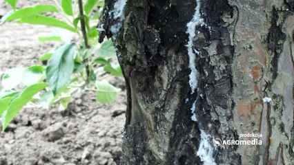 Evo kako je bilo na savetovanju voćara u Gruži
