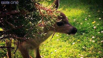 Dog babysits deer - Animal Odd Couples Episode 1 Preview - BBC One