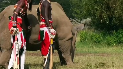 Mais pourquoi ce rhinocéros est-il apparu sur Tinder ?