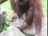 Orangutan Saves Baby Chick from Drowning! Орангутанг спасает птенца!