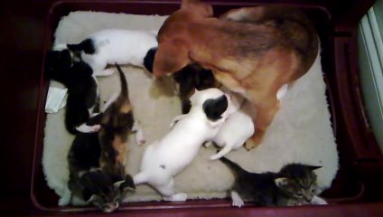 Video herunterladen: Orphaned kittens adopted by mama dog