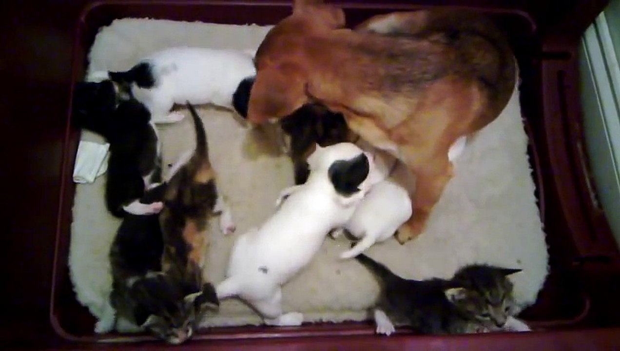 Orphaned kittens adopted by mama dog