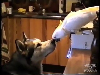 Parrot Feeding Dog
