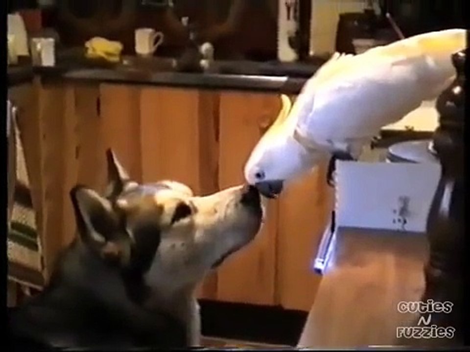 Parrot Feeding Dog