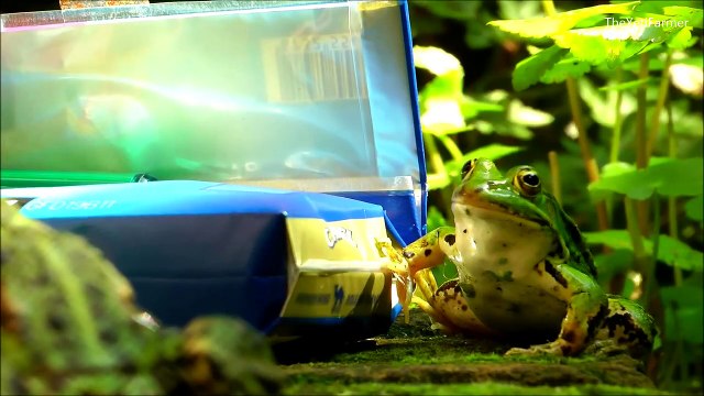 SMOKING FROGS - Rana fumar - 喫煙カエル - курение лягушка