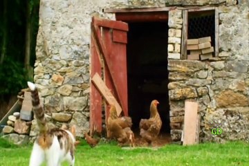The Cat & The Ducklings (Animal Odd Couples)