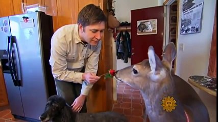 The common bond of animal odd couples