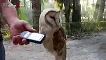 Owl - A Funny Owls And Cute Owls Compilation -- NEW
