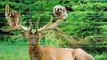World Most Unusual, Adorable, Cute, Lovely & Strange Friendship Between Animals of Different Species