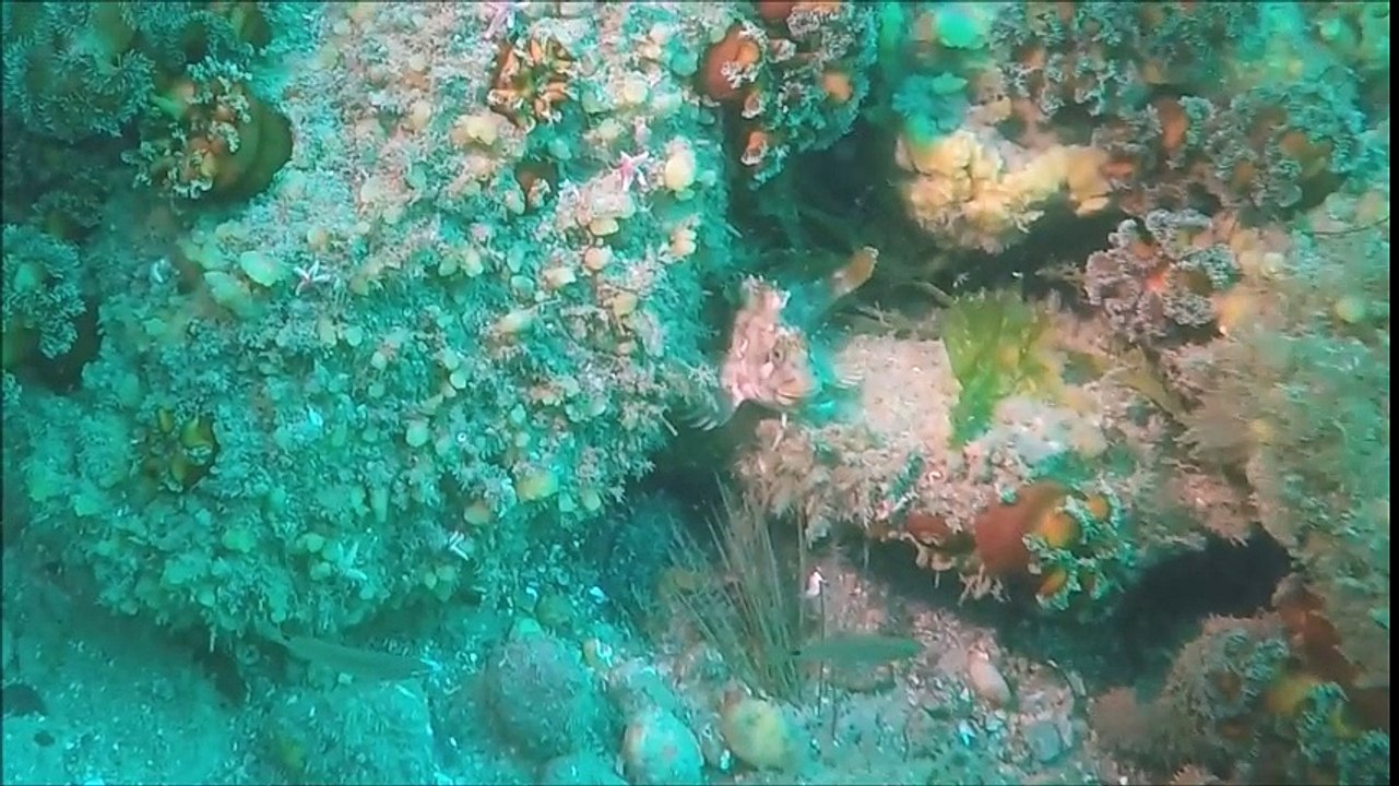 Stage de Plongée