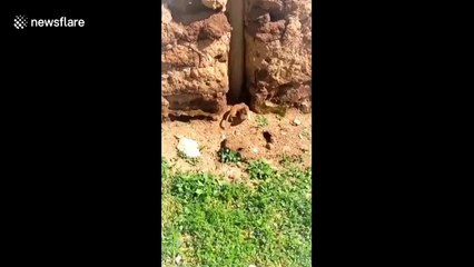 Siberian weasel helps injured friend into burrow