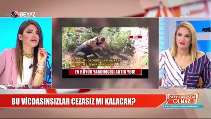 Kim bu vicdansızlar? Köpekleri zehirlediler, vahşice öldürdüler