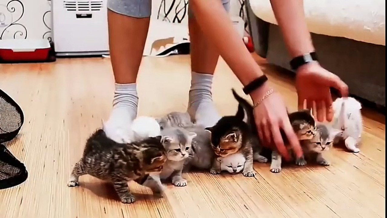 Pas toujours simple de prendre 10 chatons en photos en même temps !