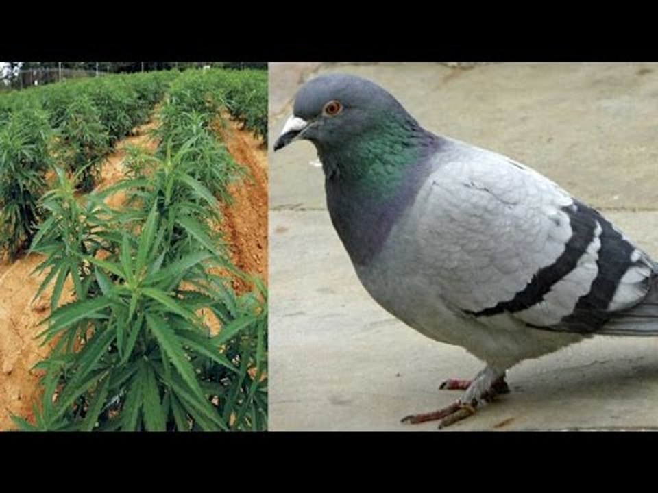 Pigeons help UK Police bust Marijuana farm