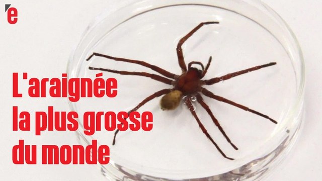 Une nouvelle espèce d'araignée géante découverte au Mexique