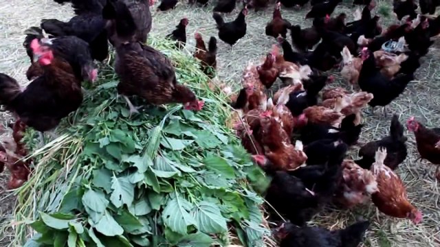 Çocuğunun Yumurta Alerjisi Anneye Tavuk Çiftliği Kurdurdu