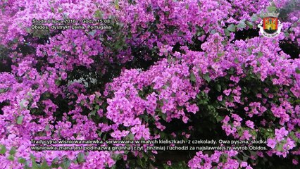 Óbidos, Portugalia - środa 6-07-2016 r.