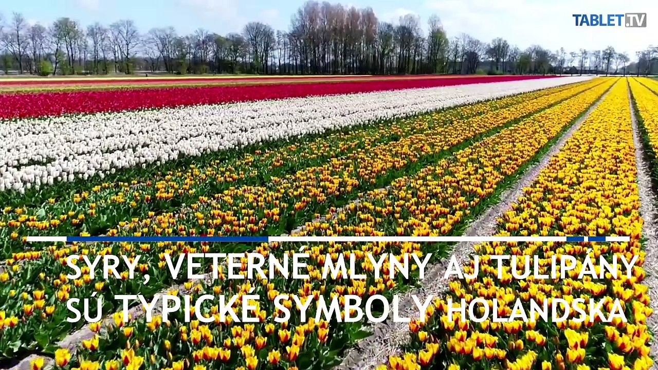 Holandské tulipánové polia: Záplava farieb a vôní
