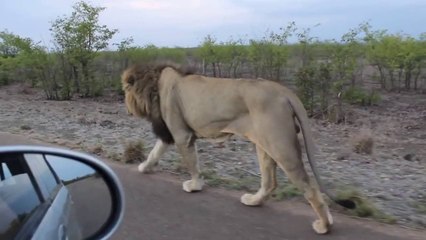 Ce lion asiatique n'aime pas être filmé
