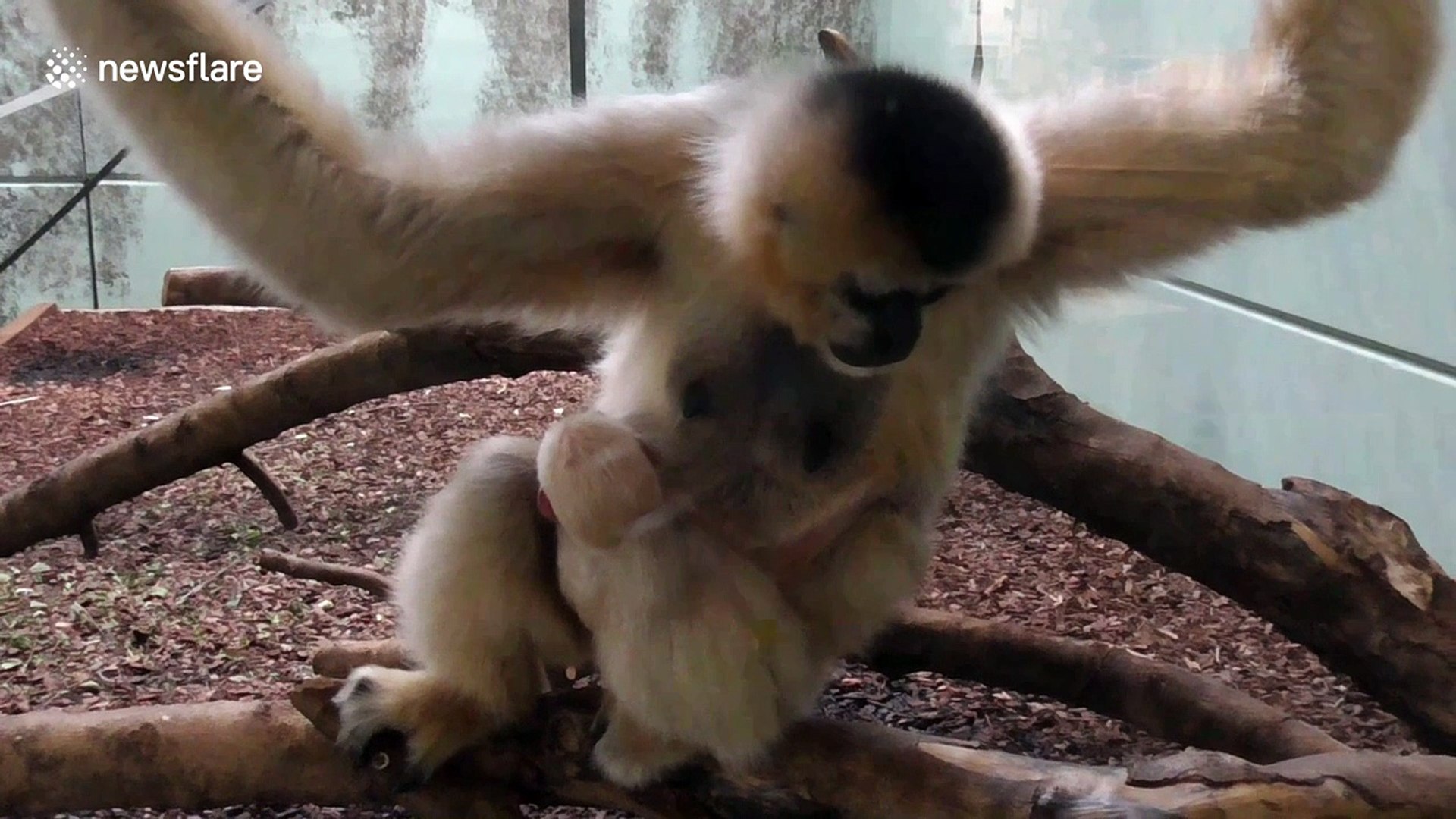 ⁣Footage of newborn critically endangered gibbon baby