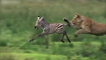 Lioness Hunts Zebra - Nature's Great Events: The Great Migration