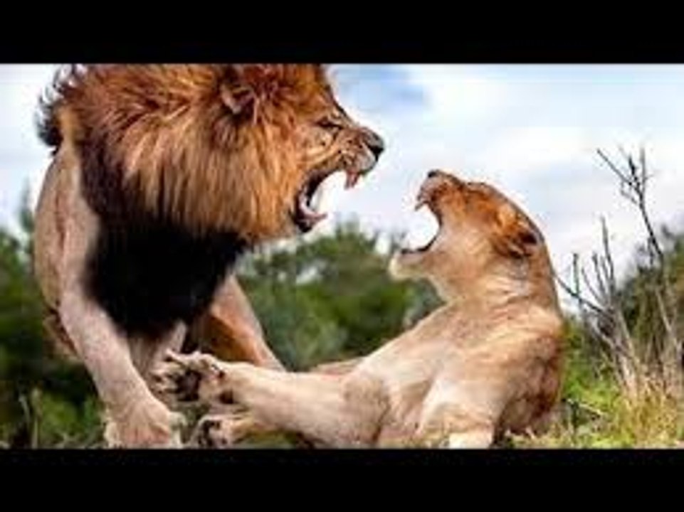 Lions Fight to Death - Best Lion vs Lion Compilation - The Fall of the King