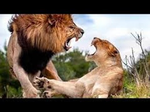 Lions Fight to Death - Best Lion vs Lion Compilation - The Fall of the King
