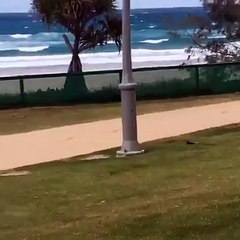 Ce chien s’enflamme un peu trop après avoir l’autorisation d'aller sur la plage !