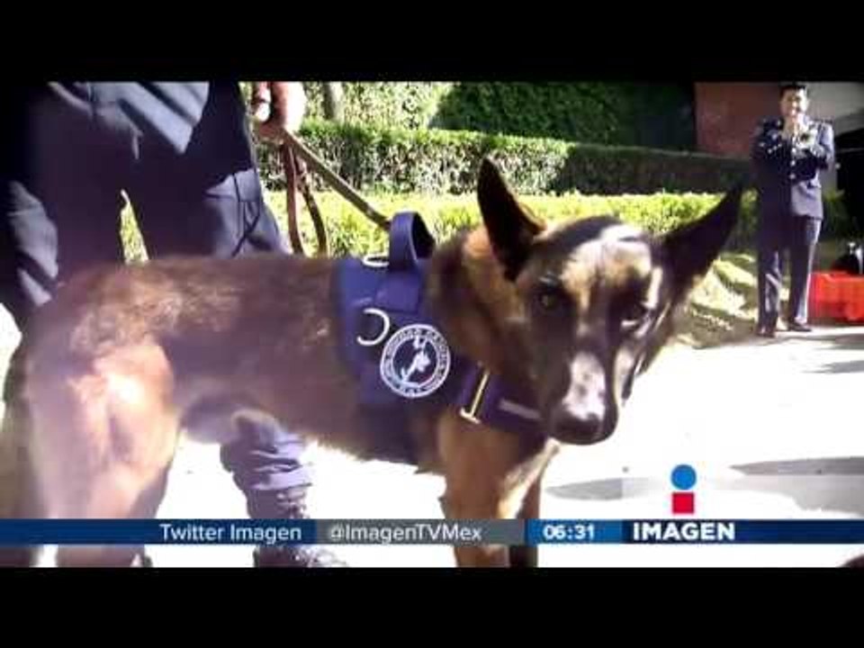 Diputados aseguran hasta al perro