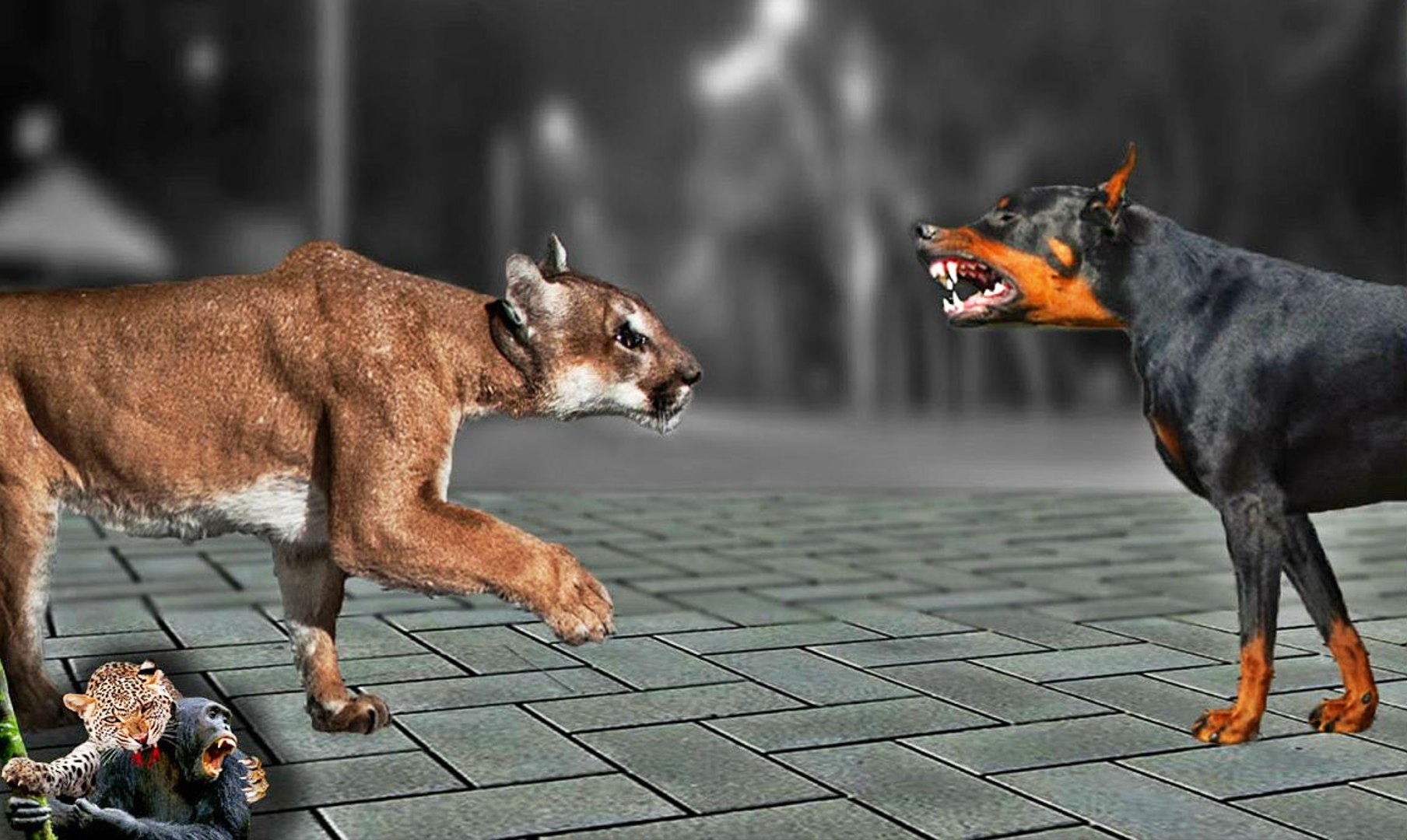 Puma brutally attack a Doberman dog in the yard - video Dailymotion