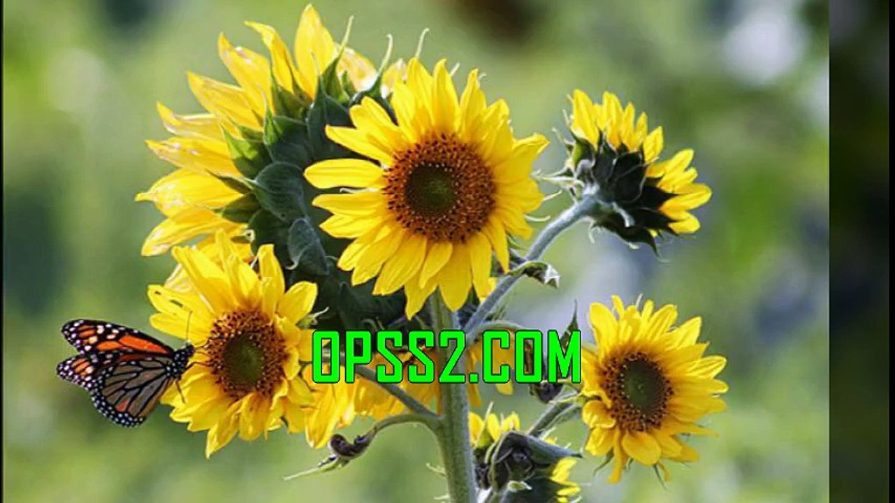 SUNFLOWER 오피쓰 OPSS2.COM 부천건마 부천오피