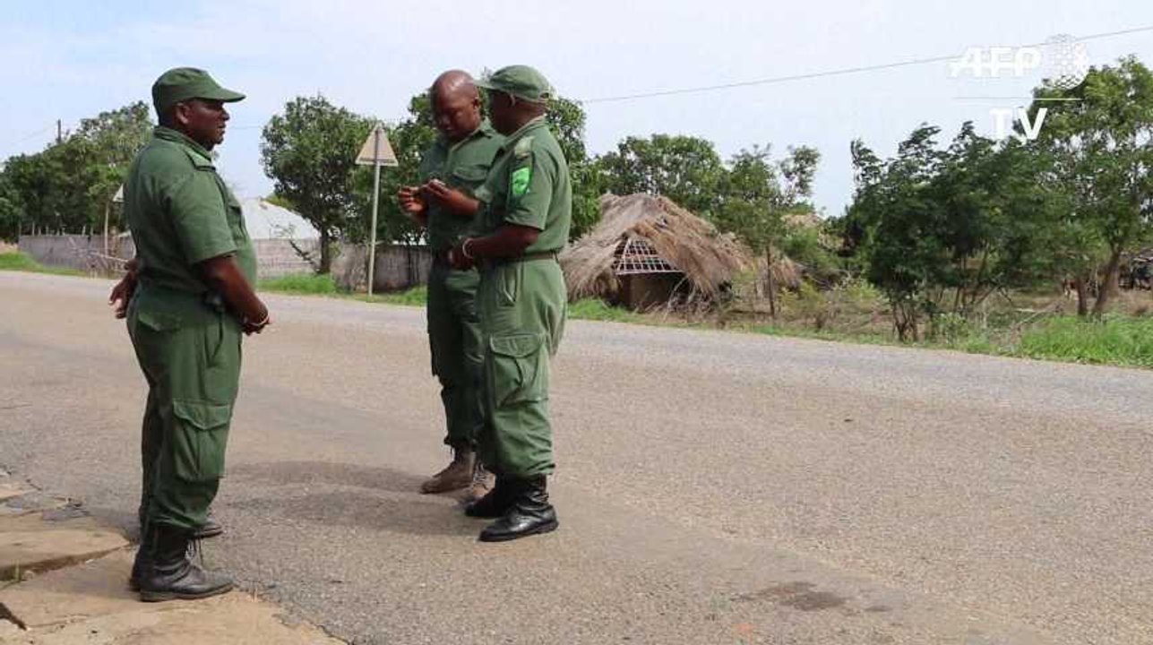 L’exploitation illégale des forêts mozambicaines par des entreprises chinoises