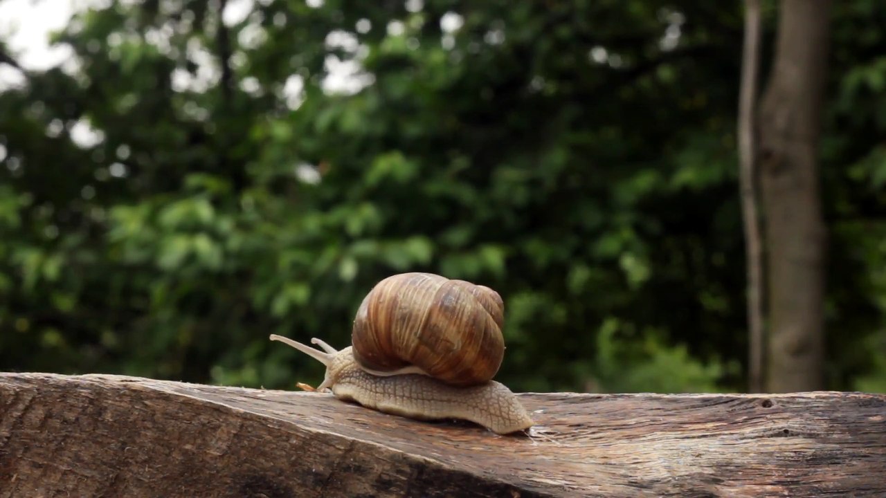 Snail 1080