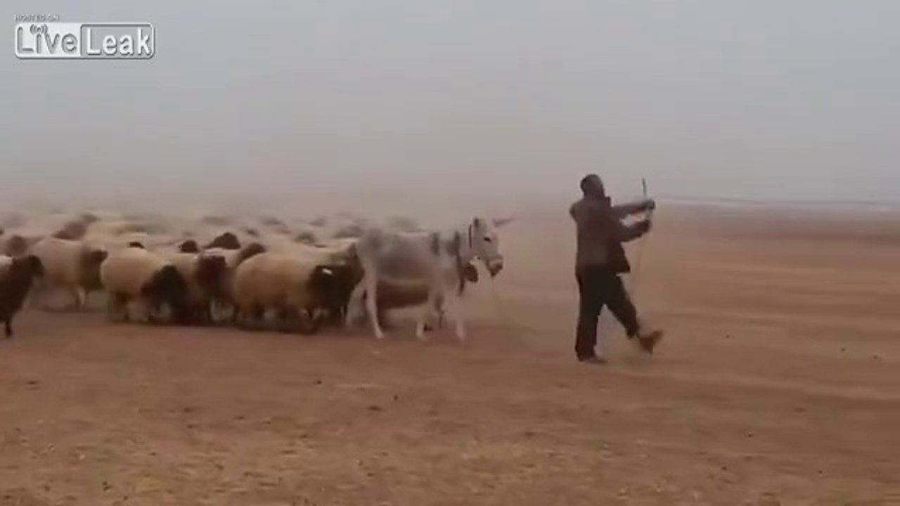 Avec une armée de moutons tu peux conquérir le monde... Easy!!!
