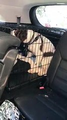 Il sauve un chien enfermé dans une voiture en plein soleil en éclatant la vitre