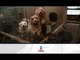 Le quitan a más de cien perros por quejas de vecinos | Imagen Noticias con Ciro Gómez Leyva