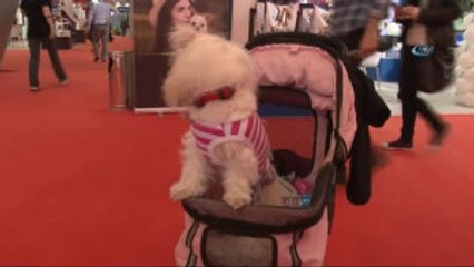 Hayvanseverler Fuarda Buluştu