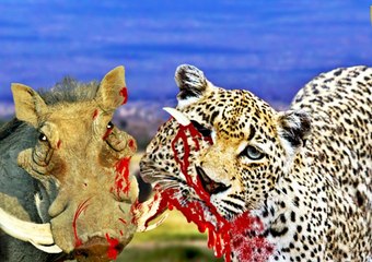 Leopard Kills Warthog Best Predator Compilation HD Most Amazing Wild Animal Fight.